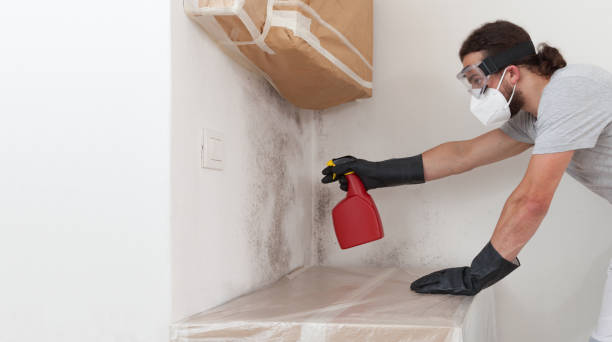 Professional Mold Cleanup technician working in Burlington, MA
